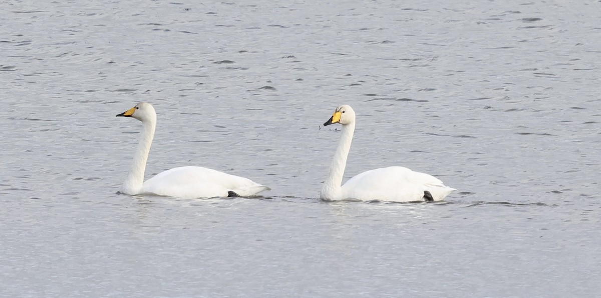Whooper Swan - ML644693893