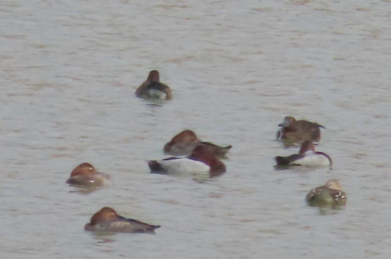 紅頭潛鴨 - ML644693895