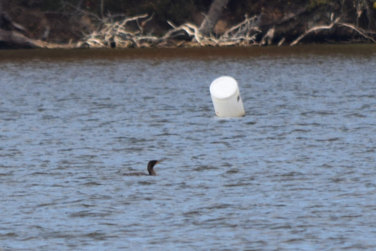 Cormoran à aigrettes - ML644693898