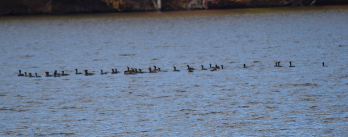 Cormoran à aigrettes - ML644693899