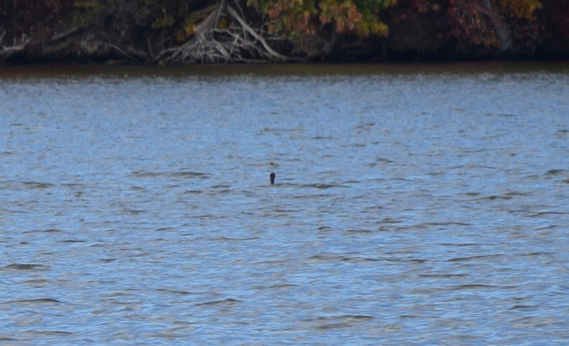 Cormoran à aigrettes - ML644693902