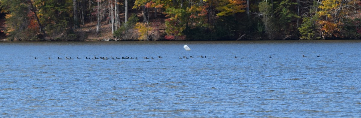 Cormoran à aigrettes - ML644693903