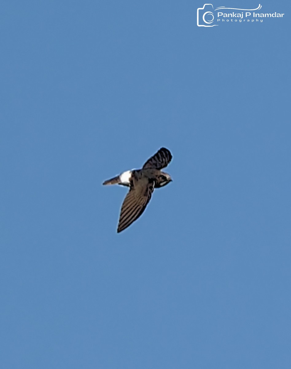 Little Swift - ML644693906