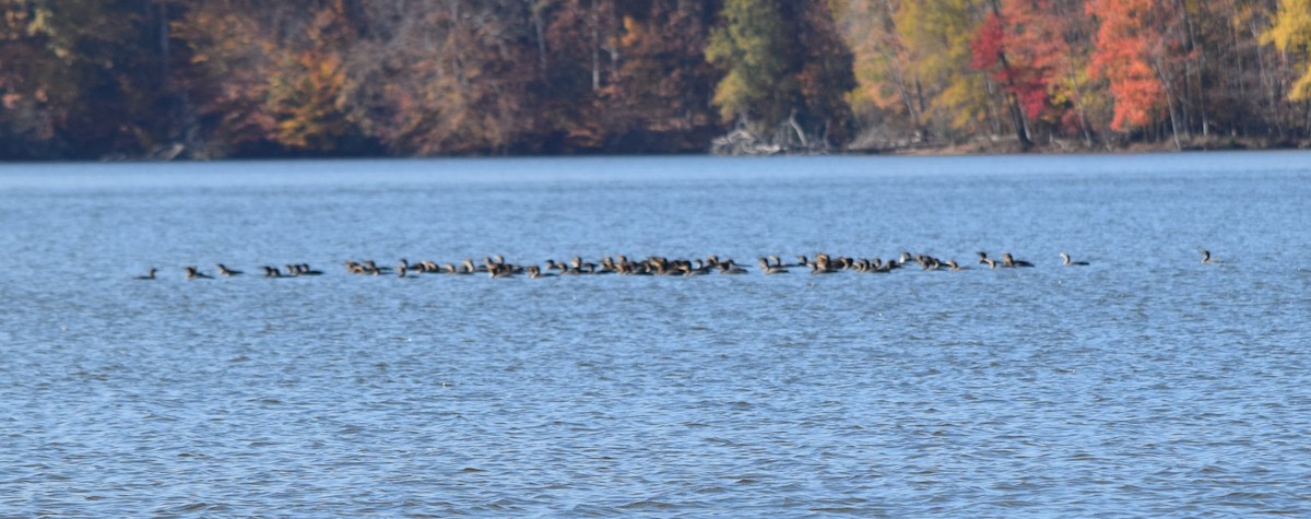 Cormoran à aigrettes - ML644693910