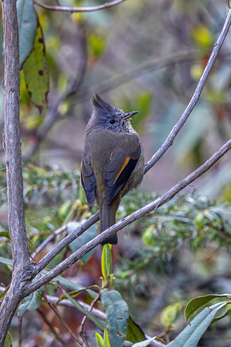 Югина темнокрила - ML644693911