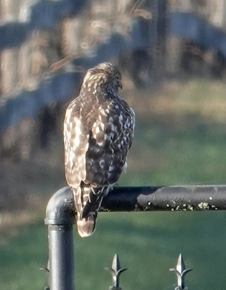 Red-shouldered Hawk - ML644693913