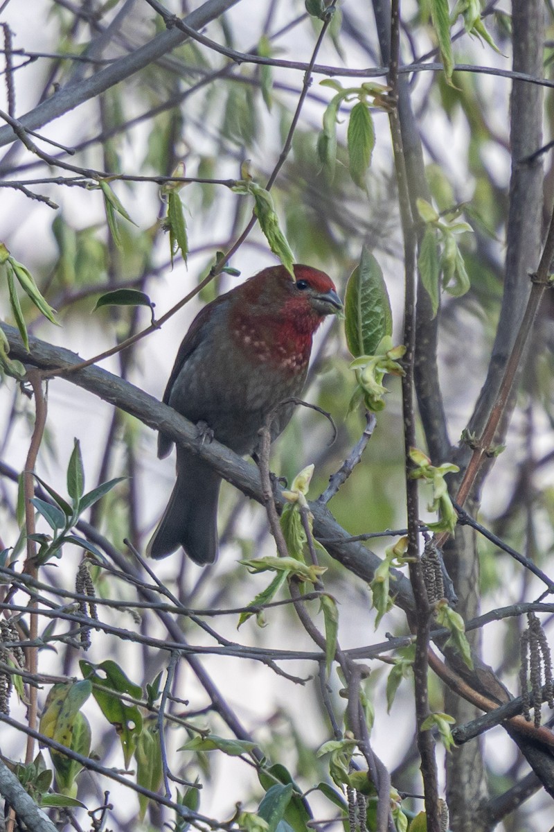 Kumar Çütresi - ML644693914