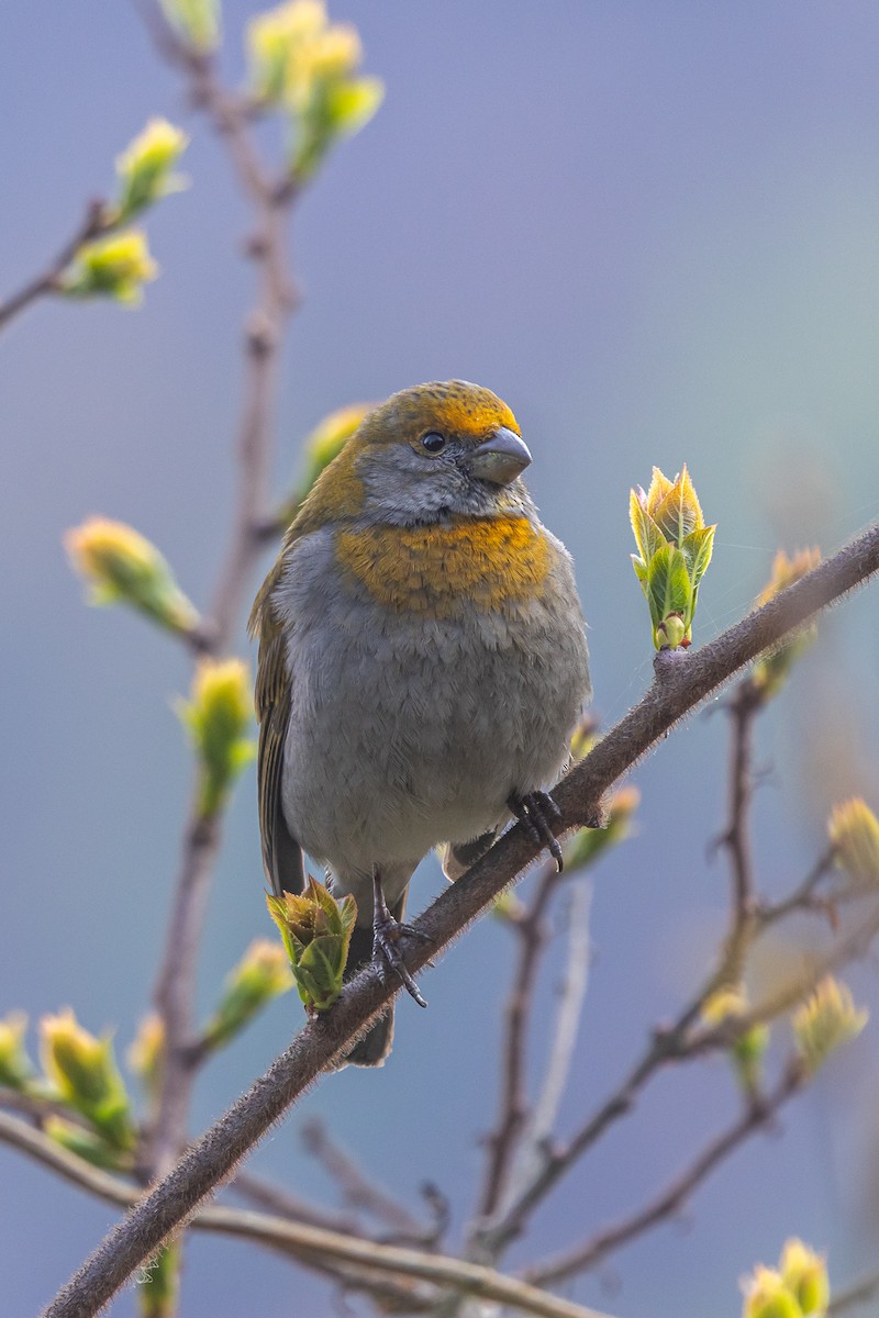 Kumar Çütresi - ML644693915