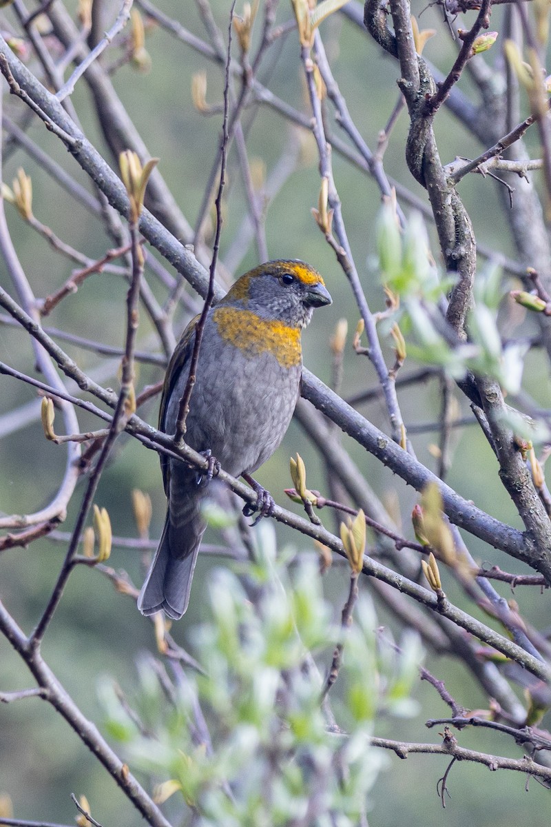 Kumar Çütresi - ML644693916