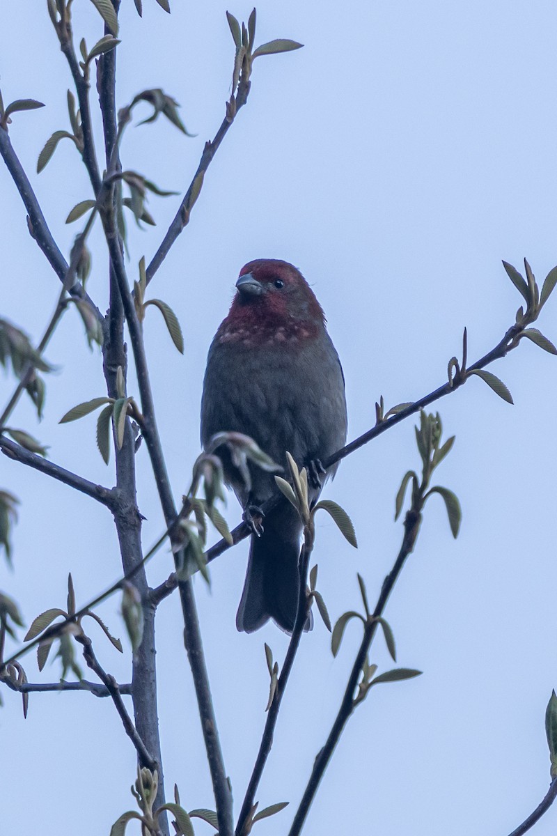 Kumar Çütresi - ML644693923