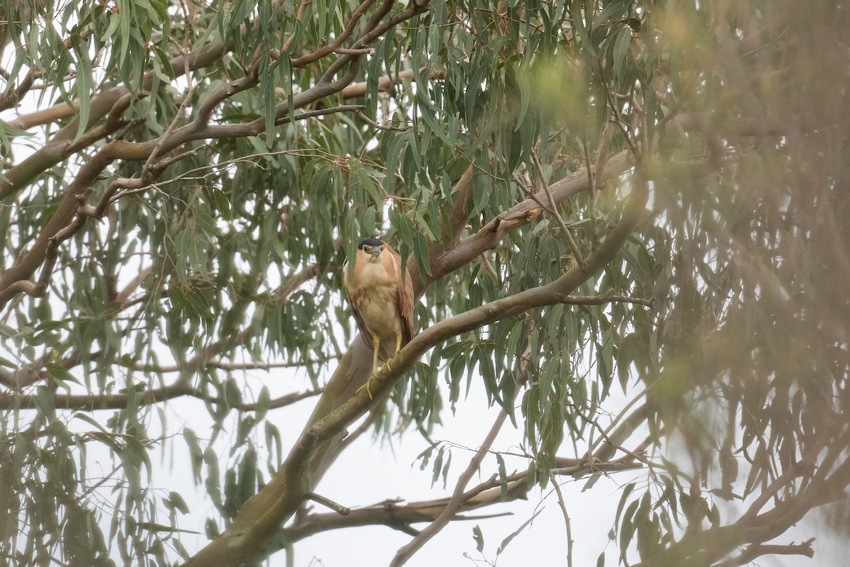 Nankeen Night Heron - ML644693924