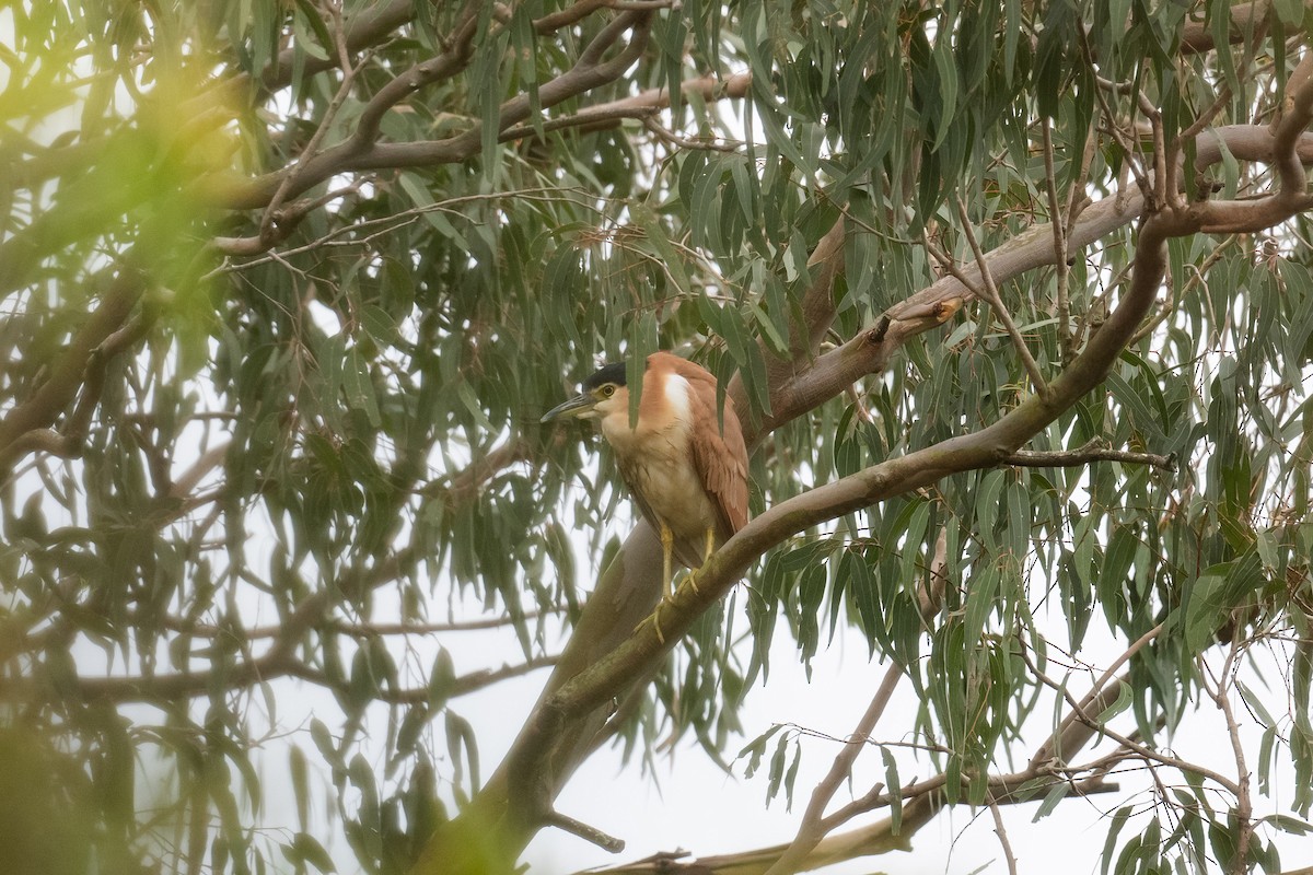 Nankeen Night Heron - ML644693925