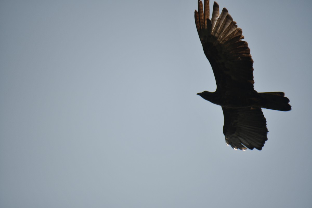 Oriental Honey-buzzard - ML644693929