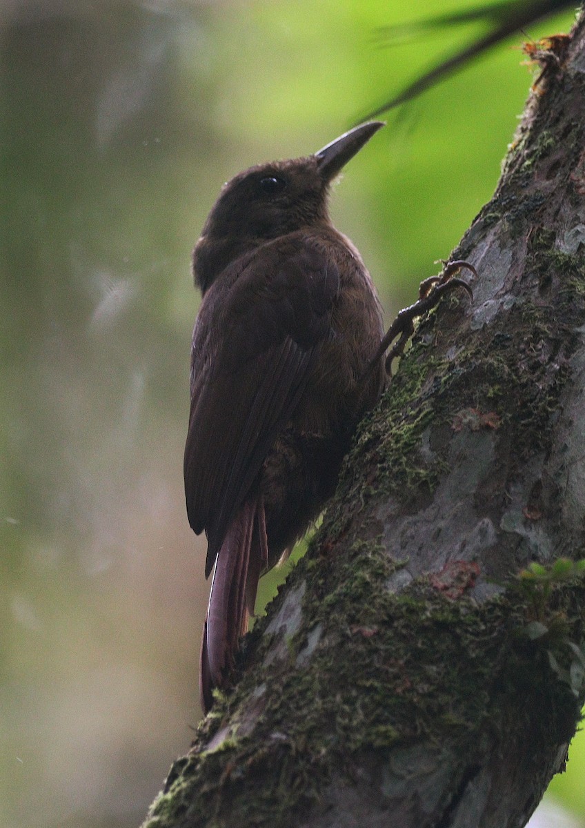Plain-winged Woodcreeper (Plain-winged) - ML644693930