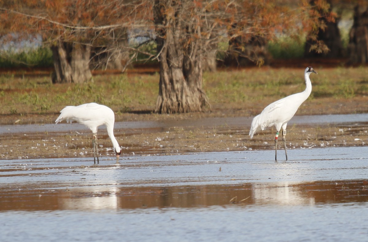 アメリカシロヅル - ML644693931