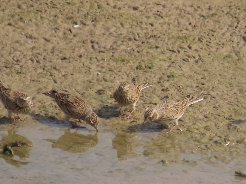 歐亞雲雀 - ML644693935