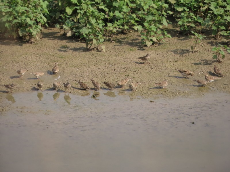 歐亞雲雀 - ML644693936