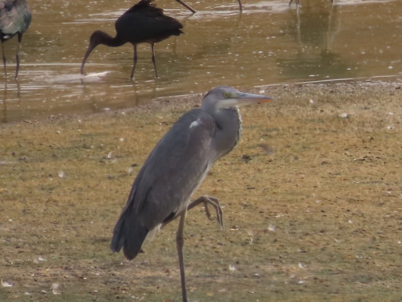 蒼鷺 - ML644693939