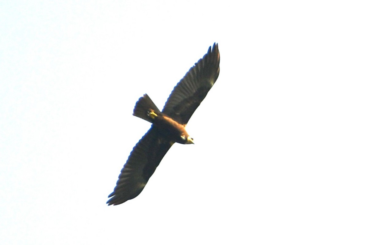 Booted Eagle - ML644693940