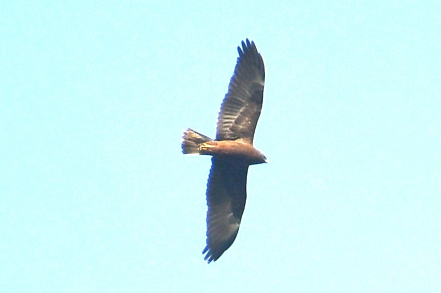Booted Eagle - ML644693941