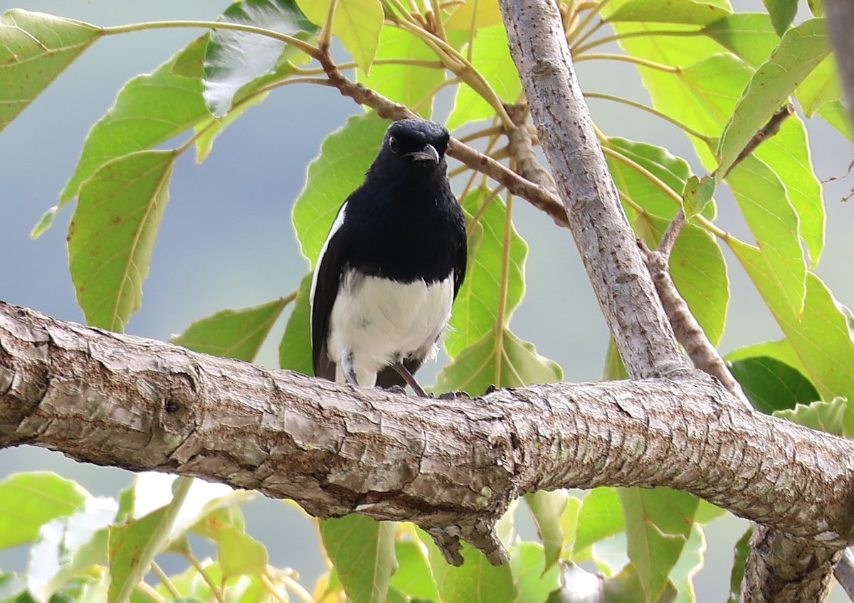 Oriental Magpie-Robin (Oriental) - ML644693942