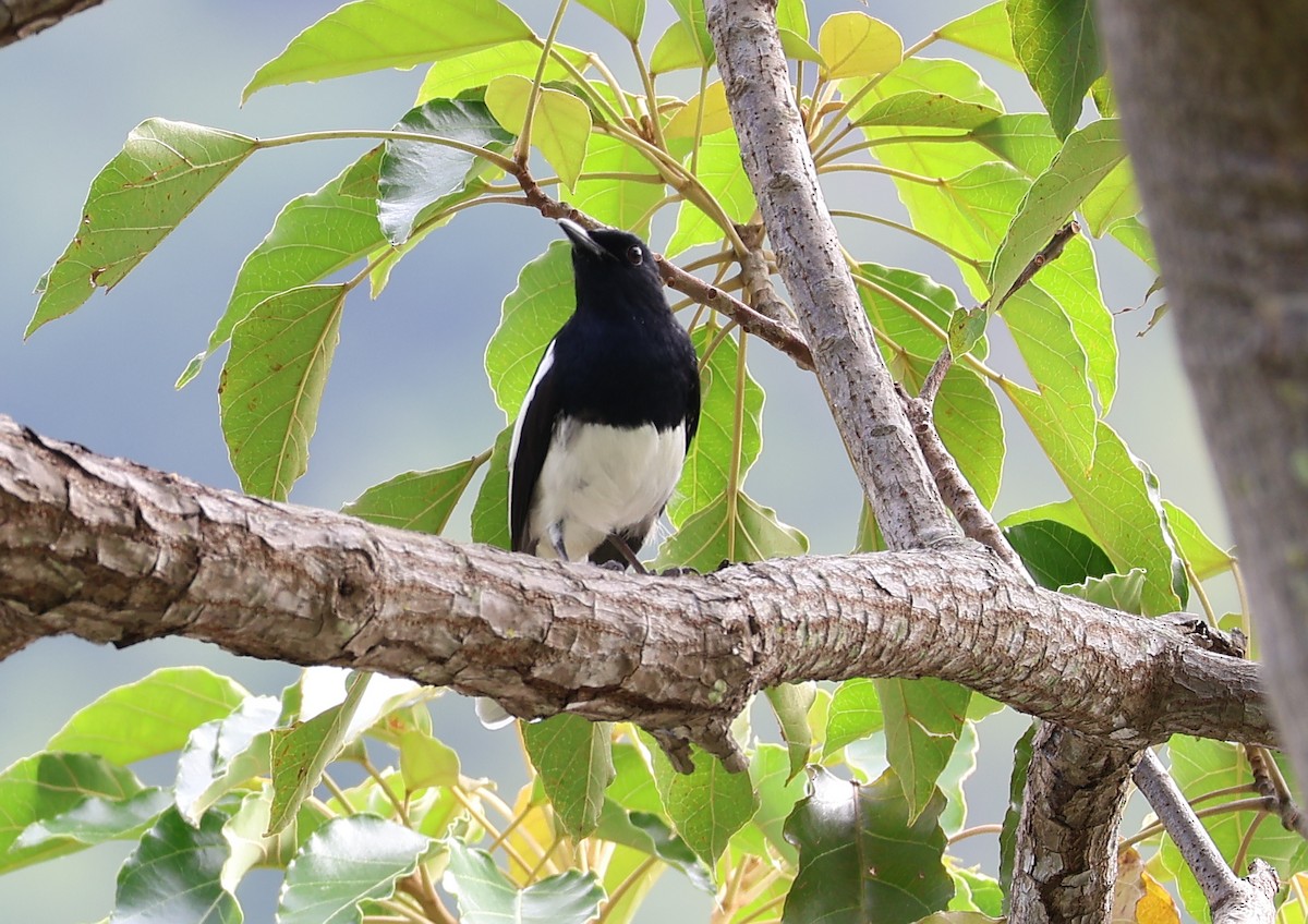Oriental Magpie-Robin (Oriental) - ML644693943