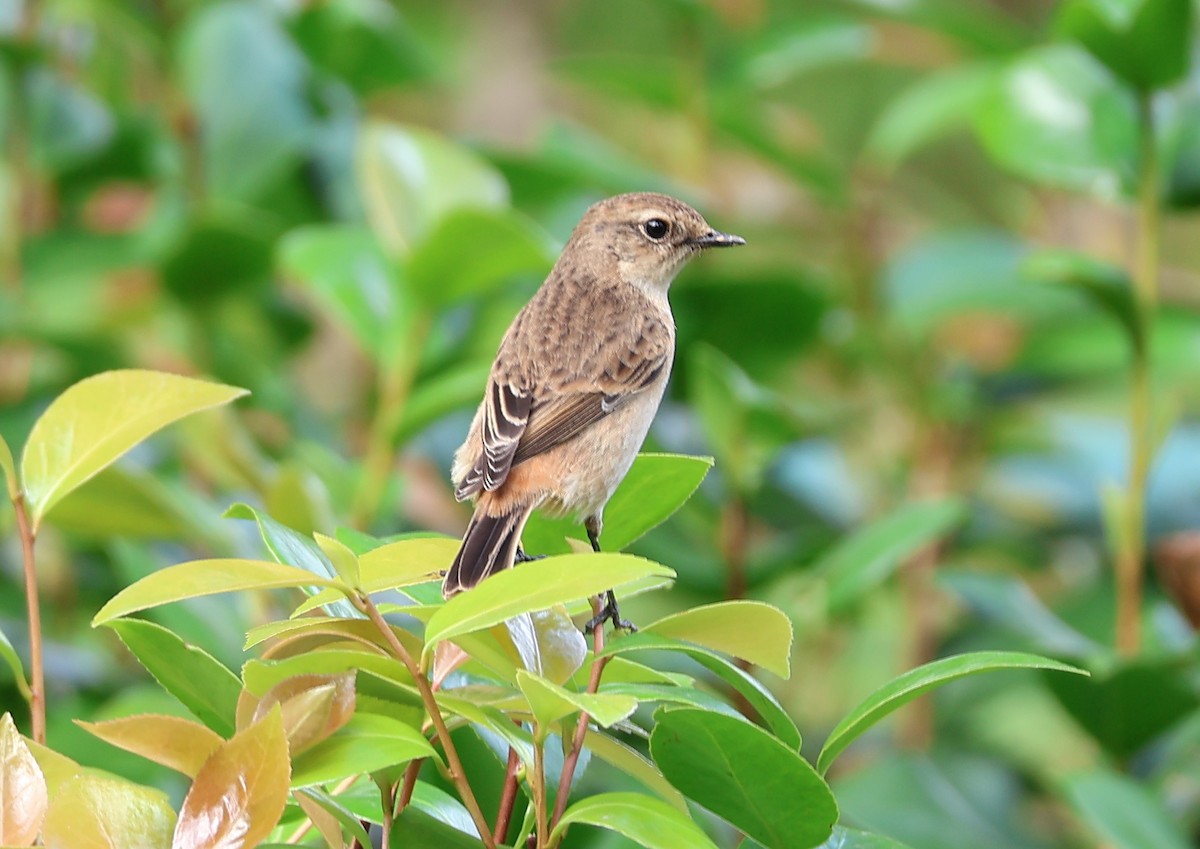 Amur Stonechat - ML644693947