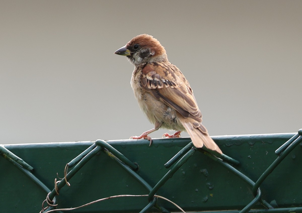 Passera mattugia - ML644693949