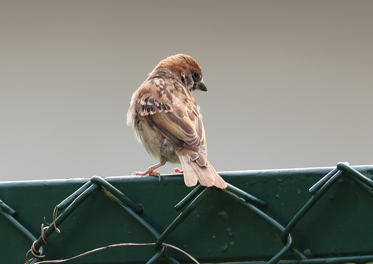 Passera mattugia - ML644693950