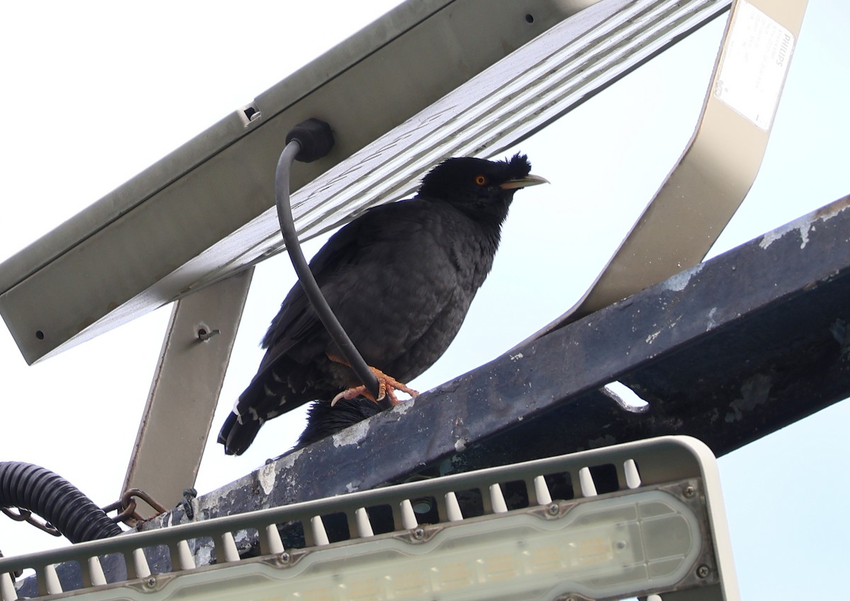 Crested Myna - ML644693954