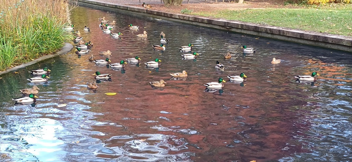 Germano reale - ML644693958