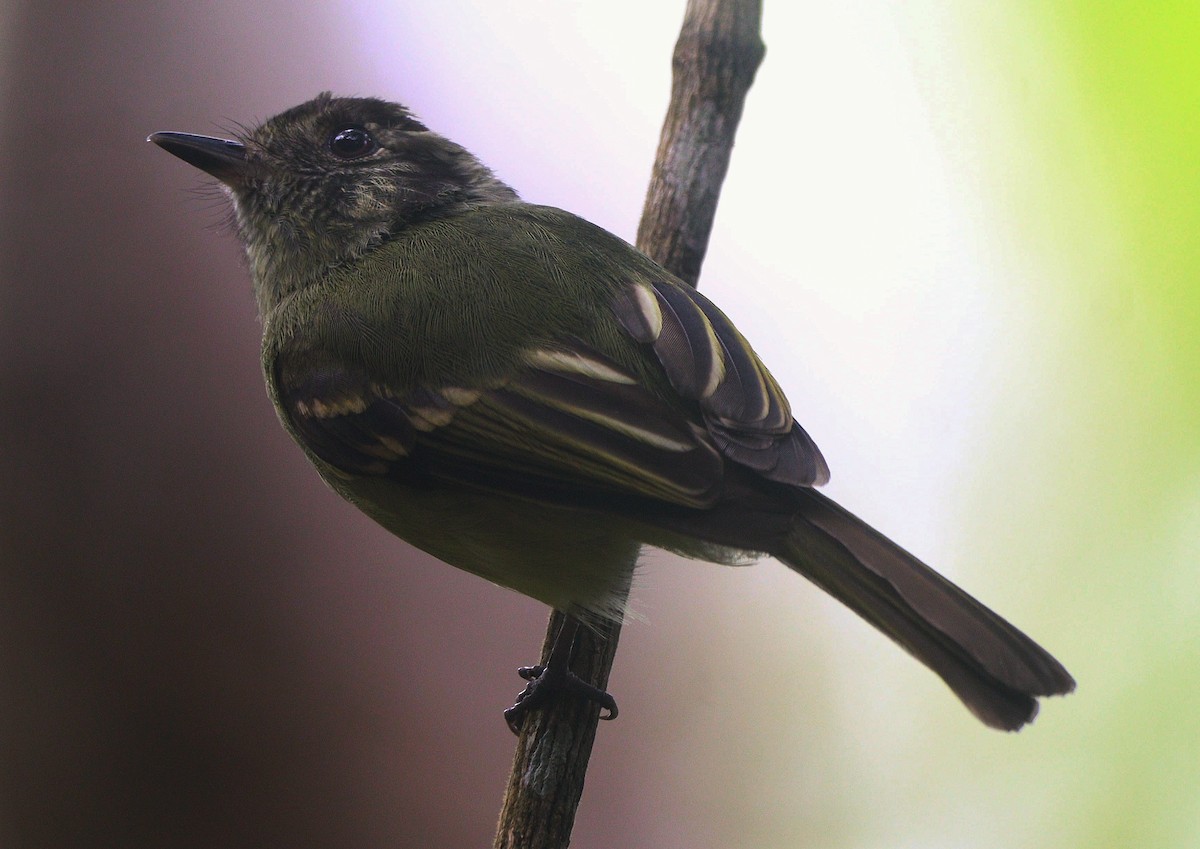 Sepia-capped Flycatcher - ML644693963