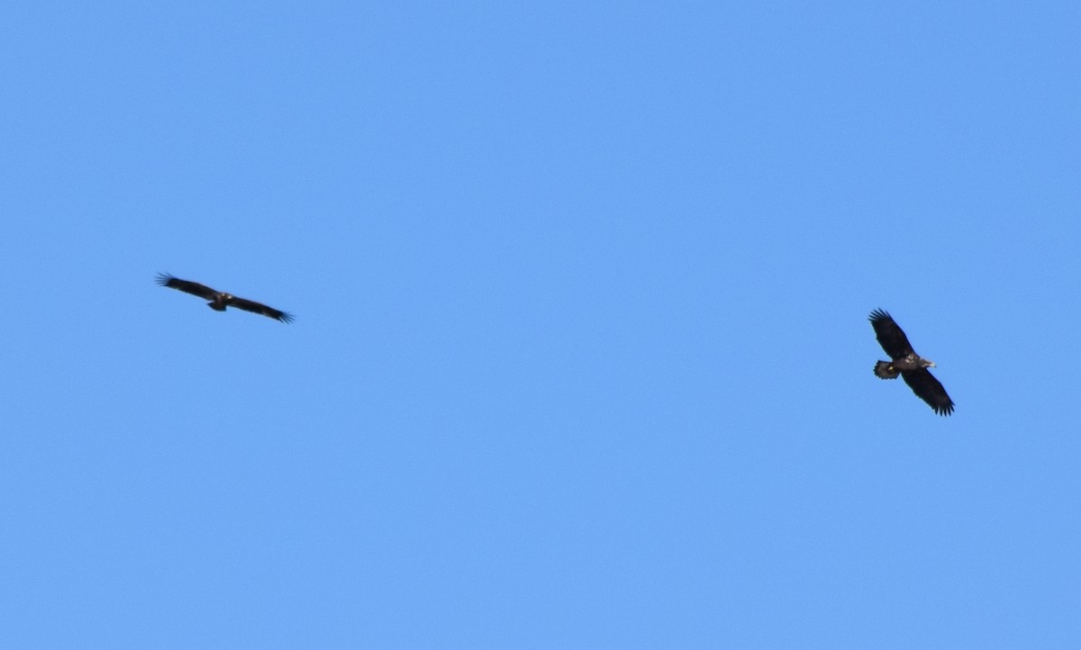 Bald Eagle - ML644693965