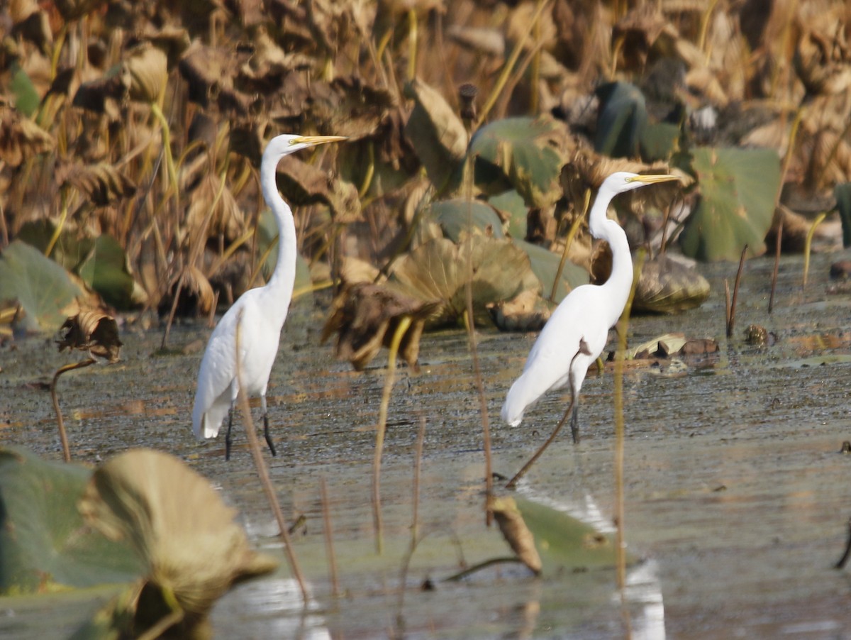 Airone bianco maggiore - ML644693967