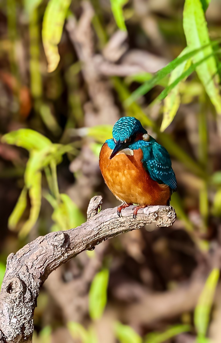 isfugl - ML644693973