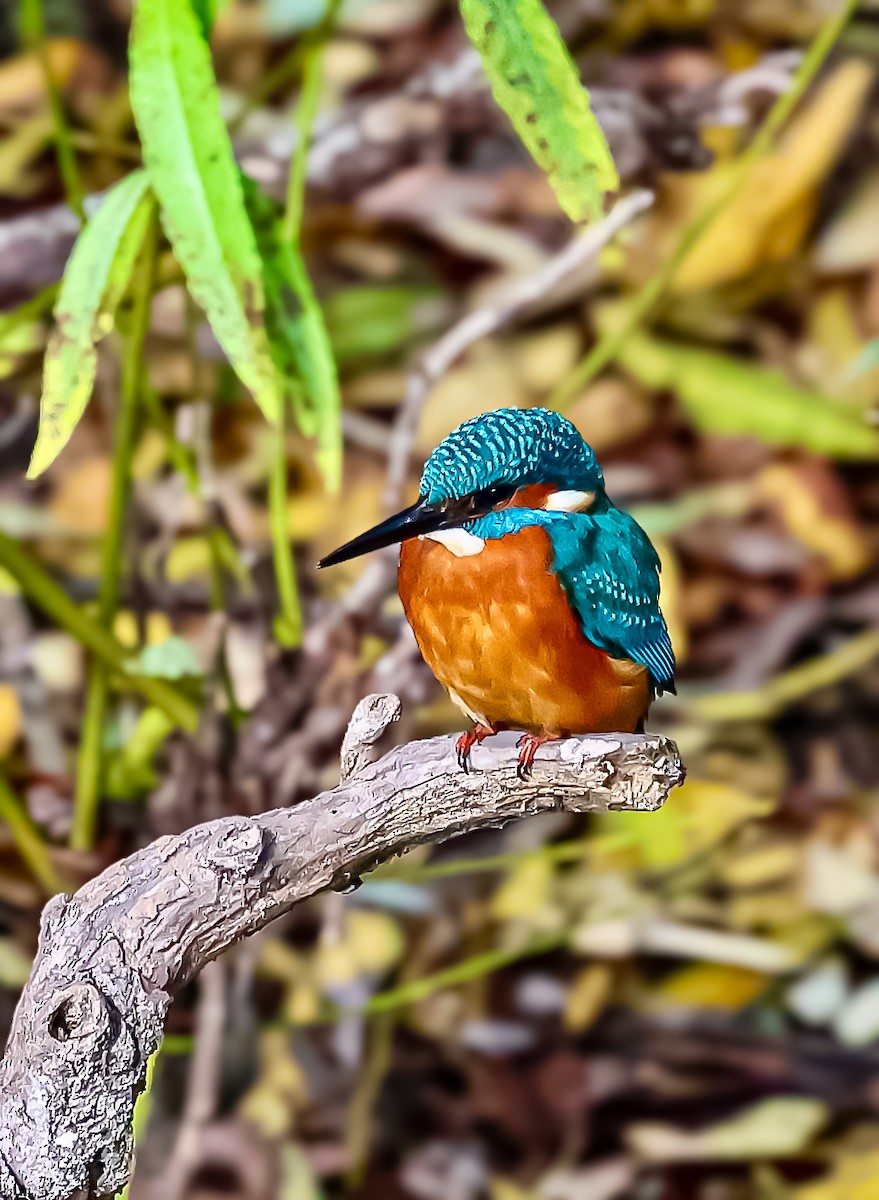 isfugl - ML644693974