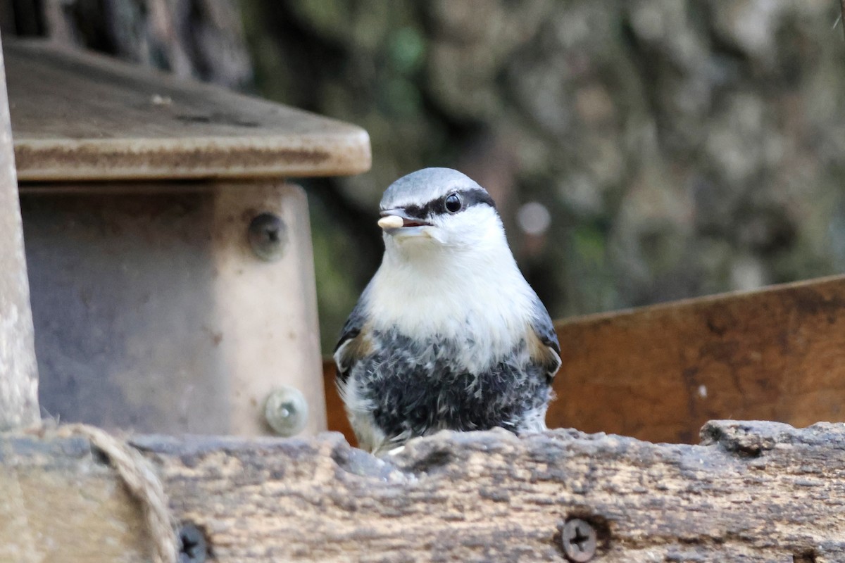 spettmeis - ML644693975