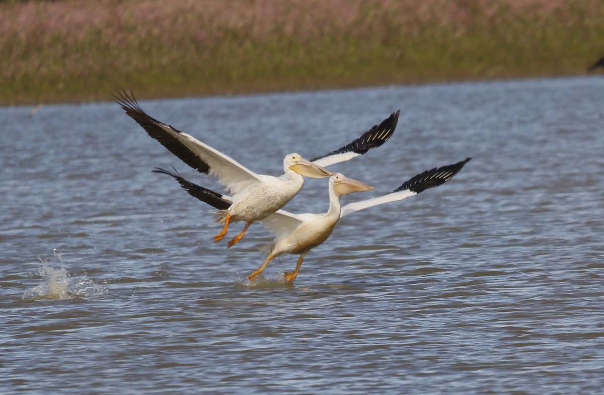 amerikapelikan - ML644693977