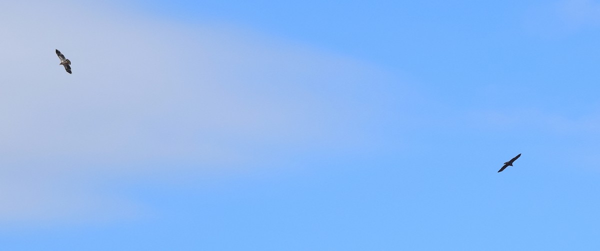 hvithodehavørn - ML644693979