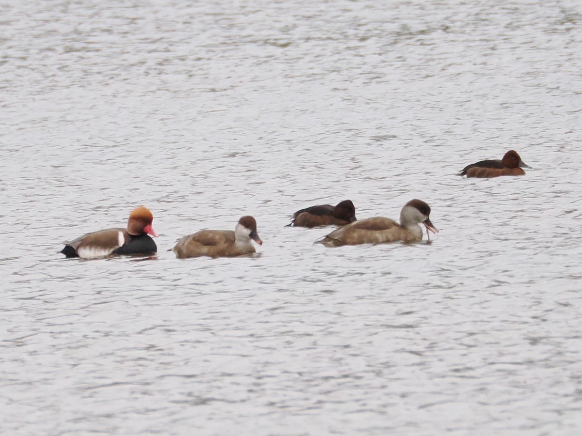 rødhodeand - ML644693980