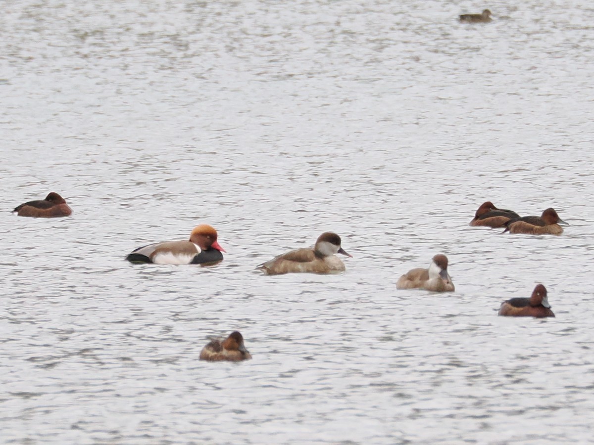 rødhodeand - ML644693981