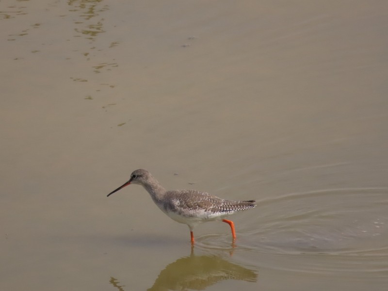 rødstilk - ML644693982