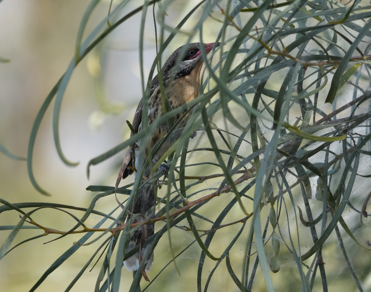 rosennebbhonningeter - ML644693983