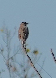 englerketrupial - ML644693984