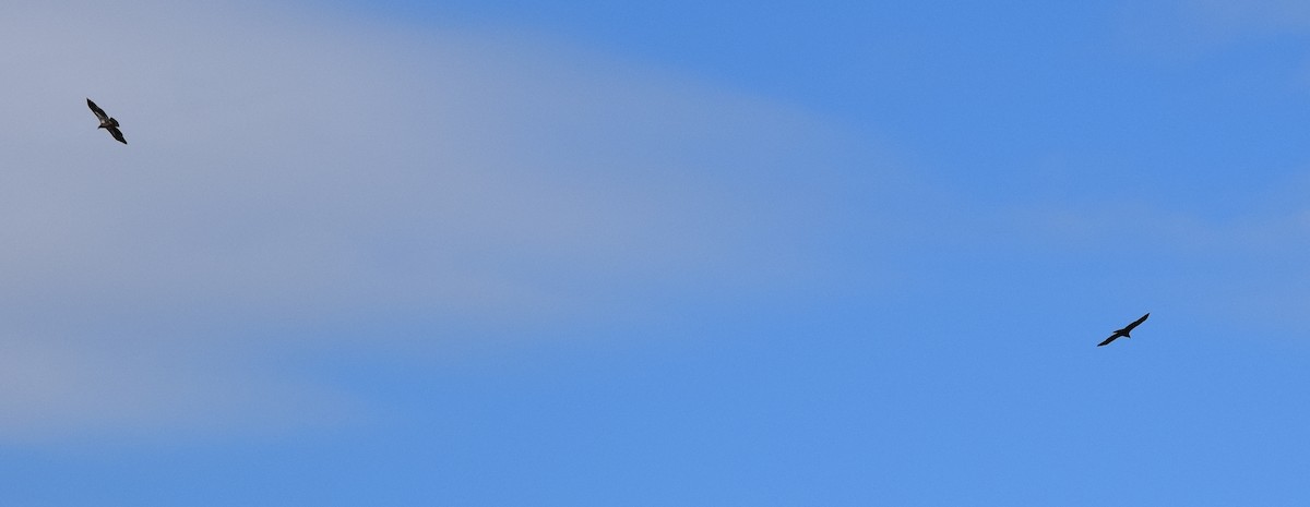 hvithodehavørn - ML644693987