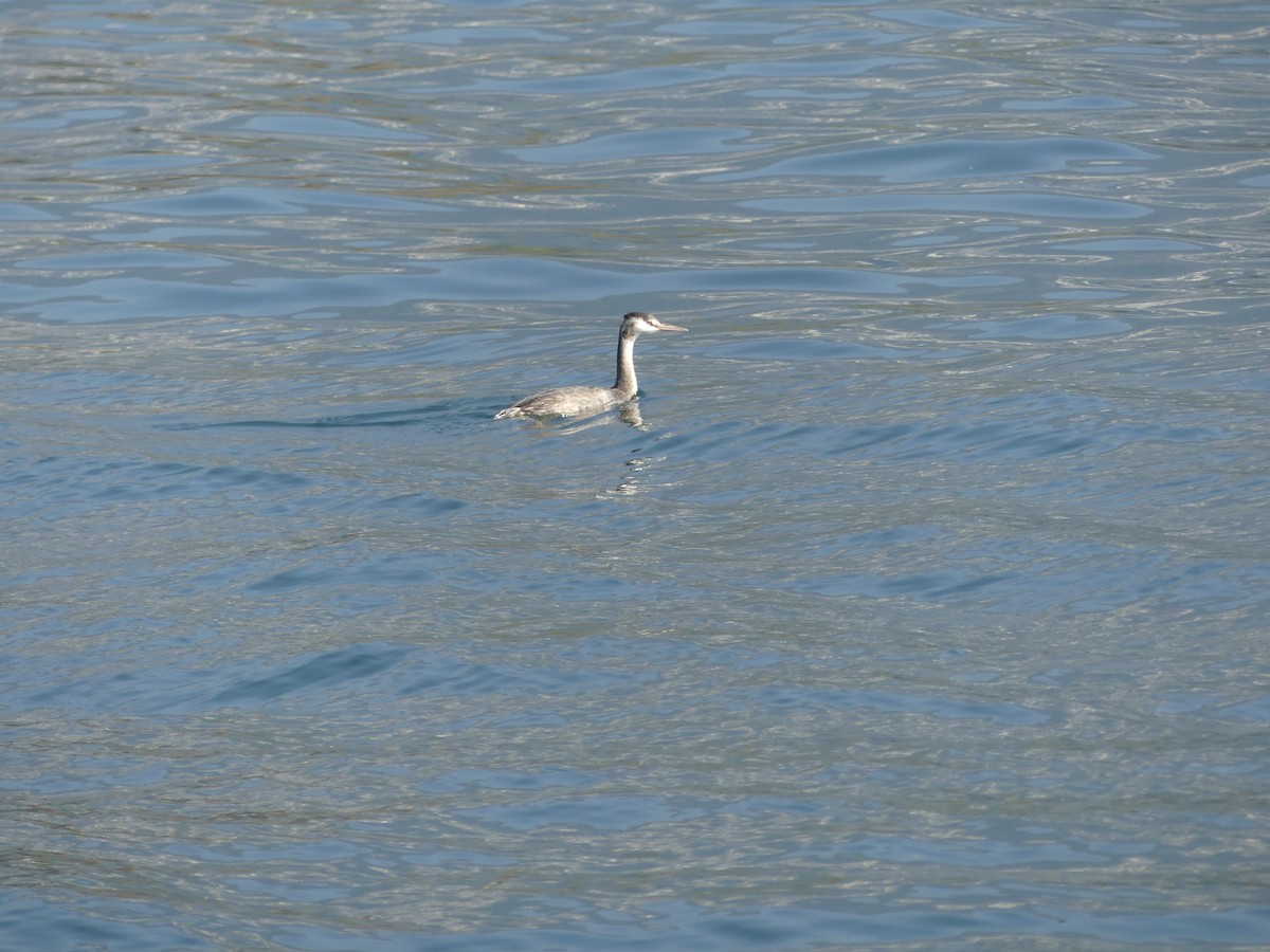 Буурал шунгуур - ML644693990