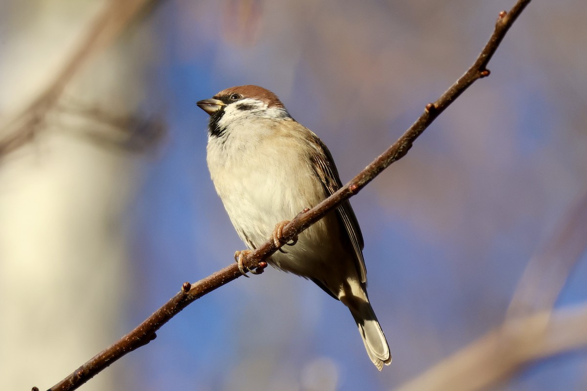 pilfink - ML644693991