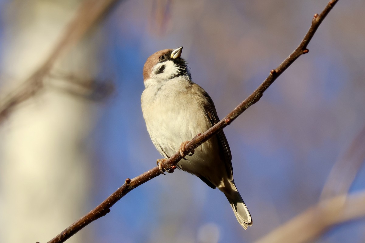 pilfink - ML644693992