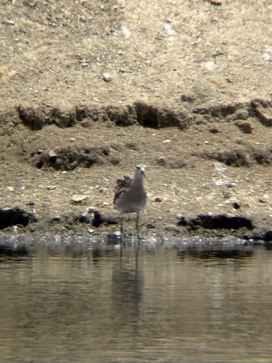 brushane - ML644693995