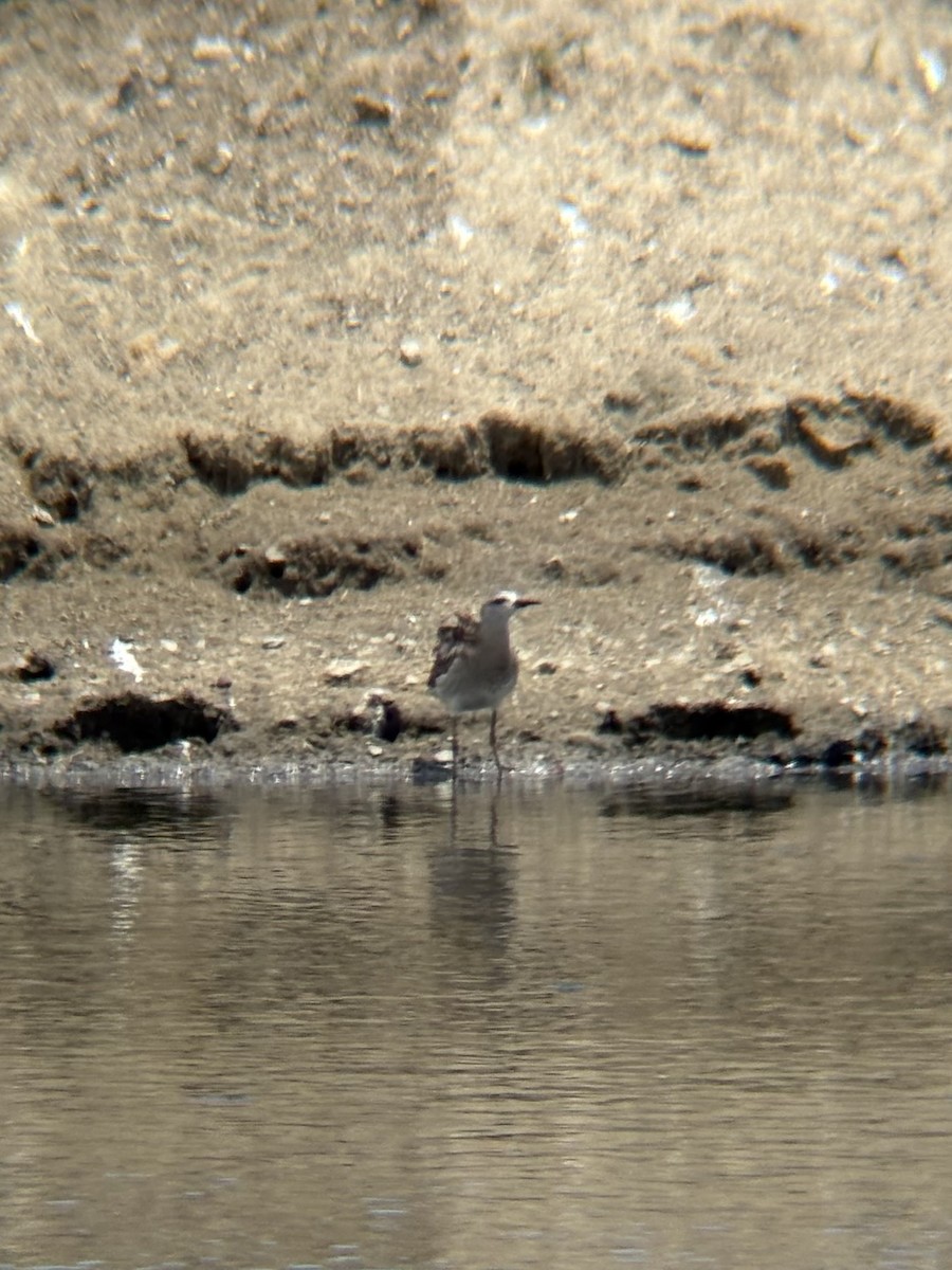 brushane - ML644693996